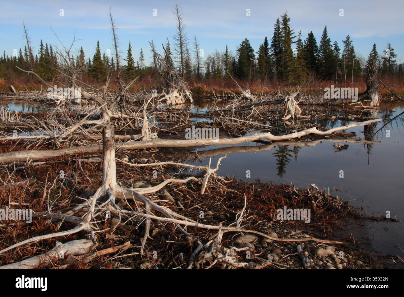 Les racines sèches et les troncs au mont Yamnuska, Alberta Banque D'Images