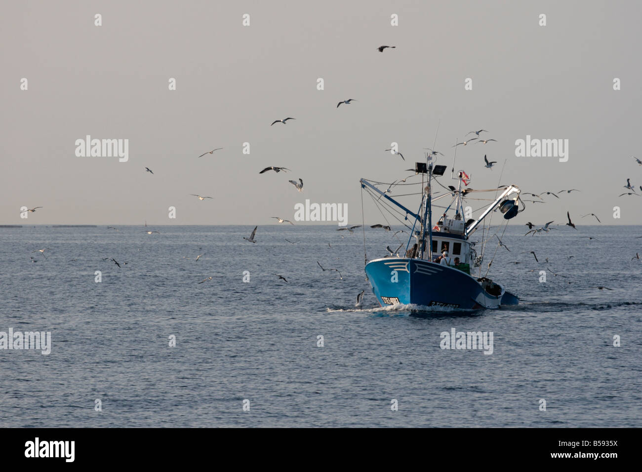 Bateau de pêche près de port pour décharger ses prises avec les mouettes s'assemblant pour se nourrir de poissons rejetés, Tenerife Banque D'Images