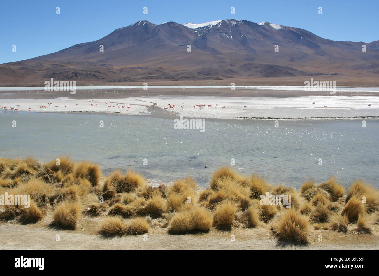 Laguna Charcota, Andes, Amérique du Sud, désert bolivien Banque D'Images