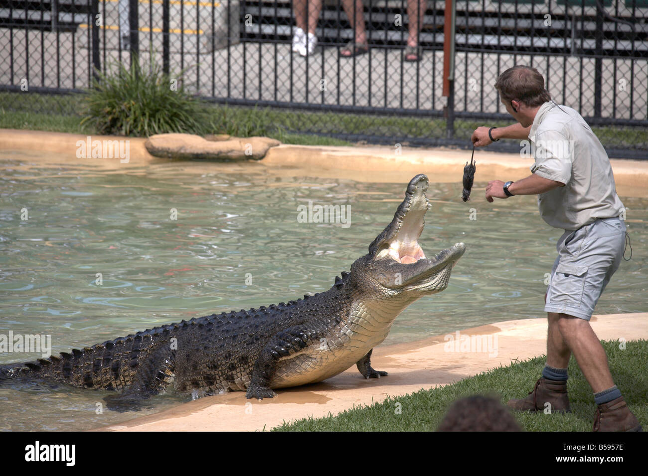 Keeper crocodile alimentation Présentation du salon manifestation à Zoo de l'Australie et la faune Wild Animal Park Queensland QLD Australie Banque D'Images