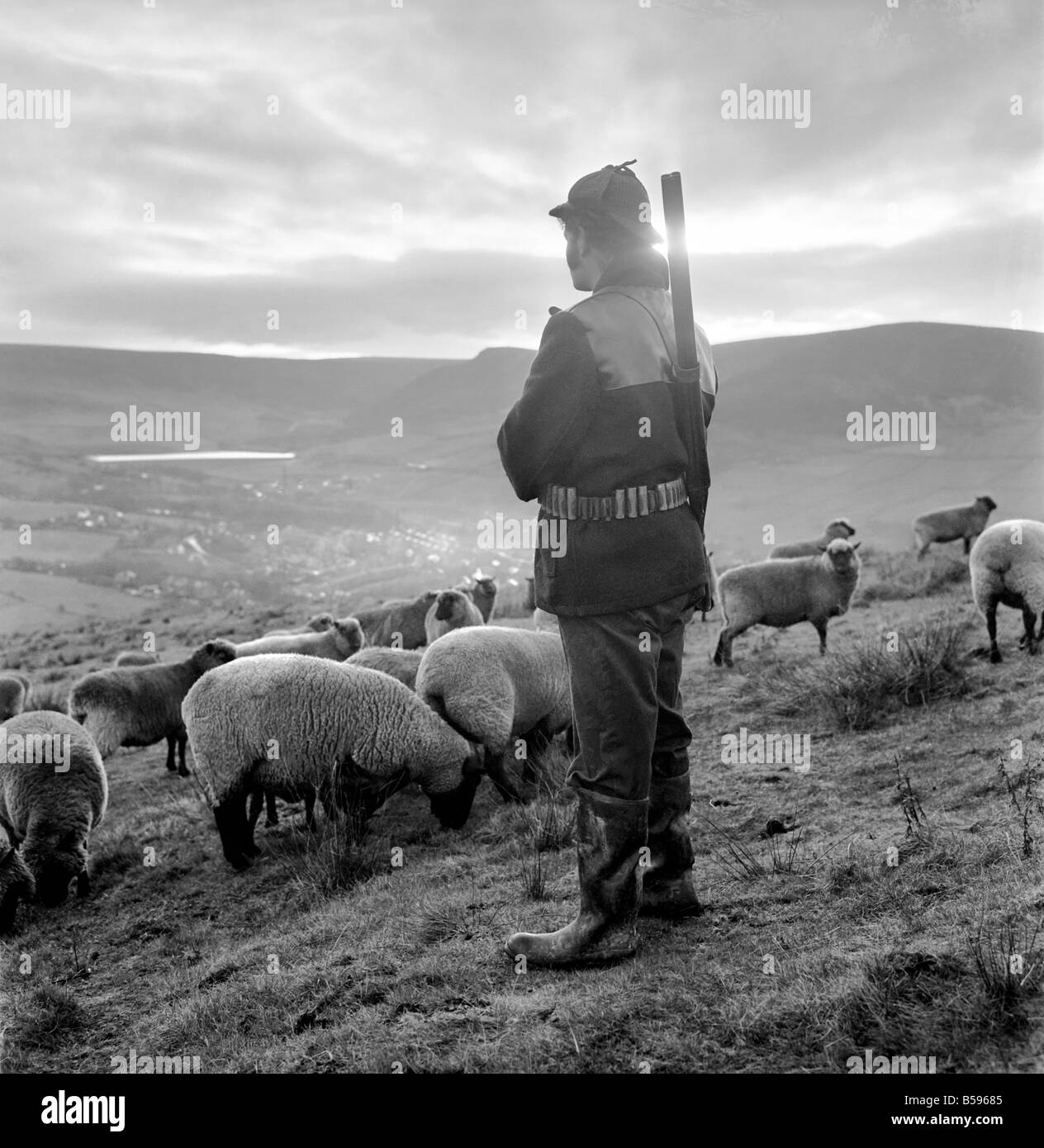 Chien Diable Banque du0027image et photos - Alamy