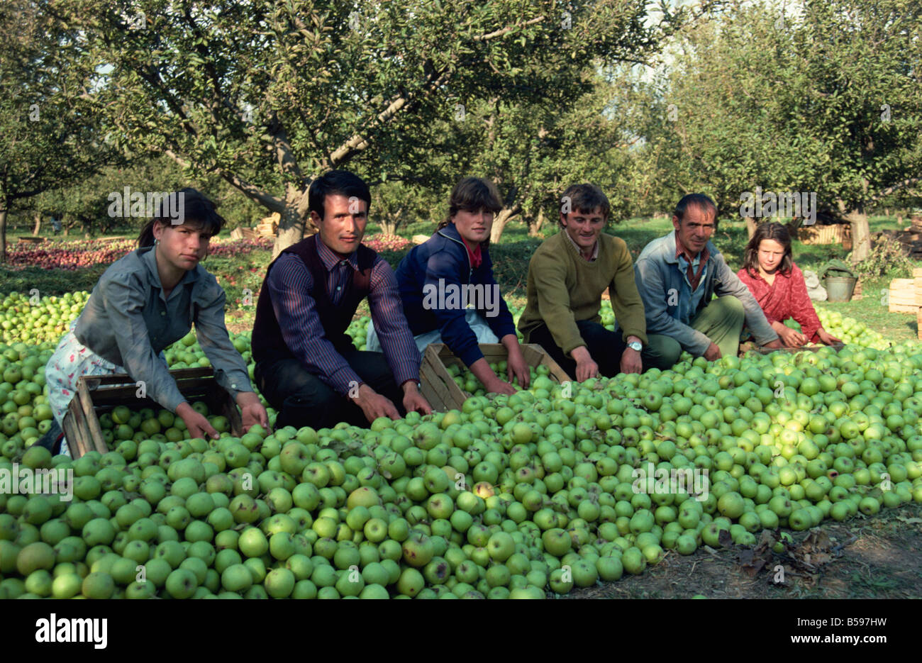 Les pommes d'empilage pour mûrir sous l'herbe dans le verger, Peshkopi, l'Albanie, de l'Europe Banque D'Images