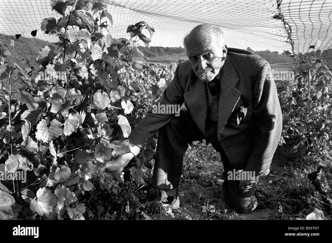 Le général Sir Guy Salisbury Jones a été la production de vin à partir de ses propres vignobles à Hambledon Hampshire depuis 1951. Les ravageurs les plus importants qu'il a eu à lutter contre les oiseaux ont été - cette année, l'a surmonté le problème en couvrant les vignes avec de la tulle, et le résultat est une récolte exceptionnelle qui devrait se traduire par environ 4 000 bouteilles de vin Hambledon. Sir Guy Salisbury Jones dans les vignobles. Octobre 1969 Z10407 Banque D'Images