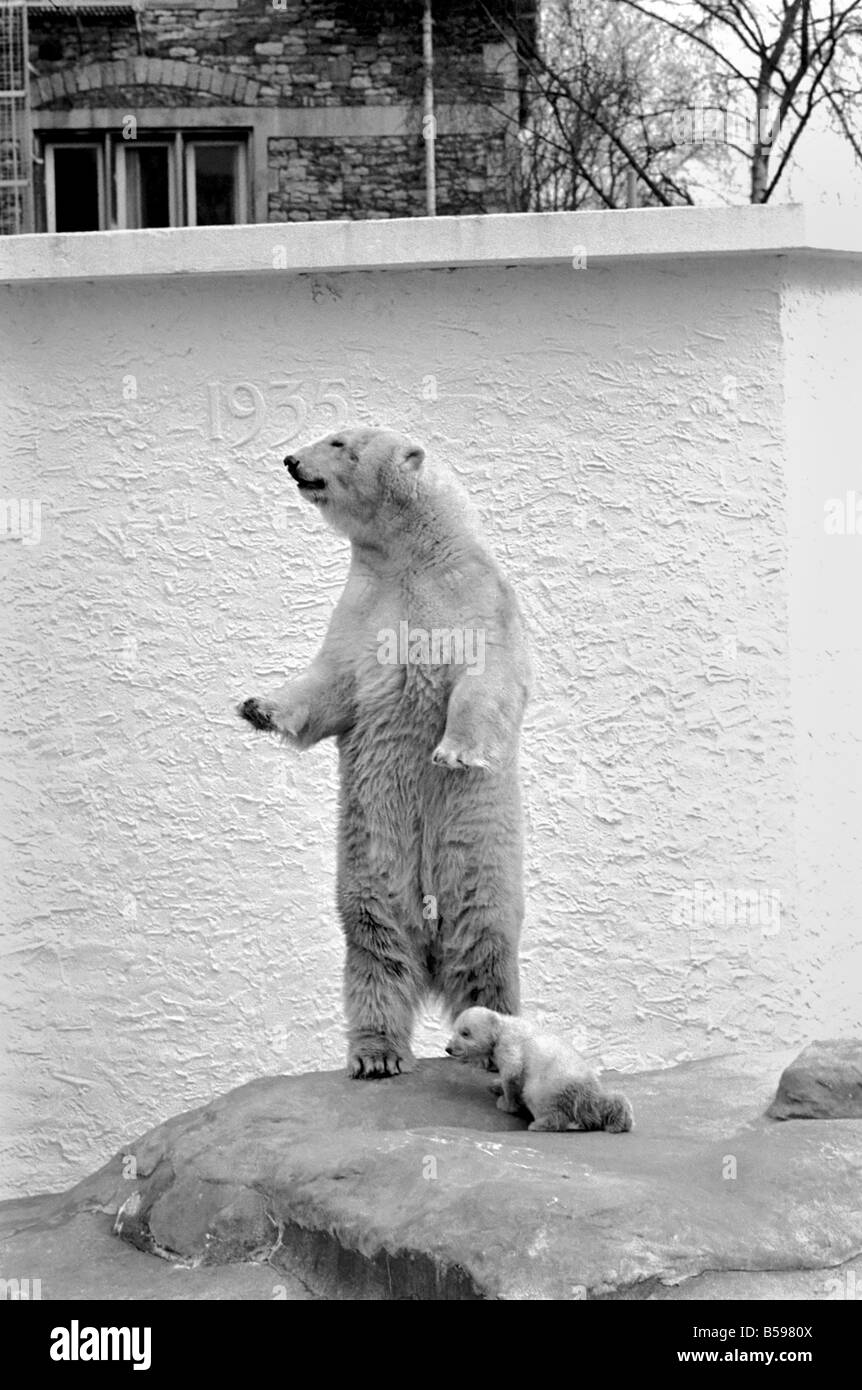 Le Zoo De Bristol Ours Polaire Et Ourson Le Bebe Ours Polaire Au Zoo De Bristol Elle Est En Faisant Tres Attention A Ne Pas S Ecarter De Son Tres Fier