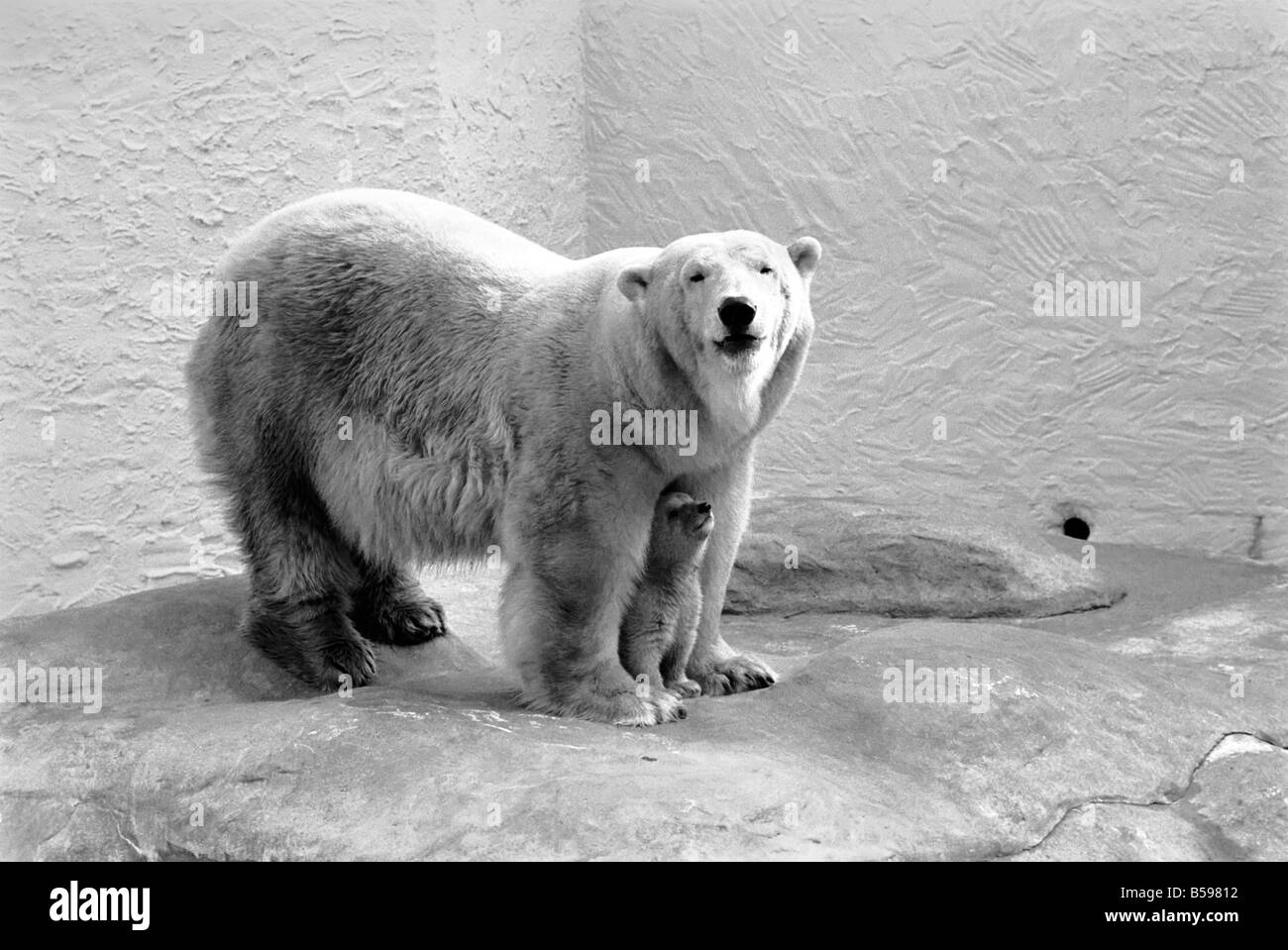 Le Zoo De Bristol Ours Polaire Et Ourson Le Bebe Ours Polaire Au Zoo De Bristol Elle Est En Faisant Tres Attention A Ne Pas S Ecarter De Son Tres Fier