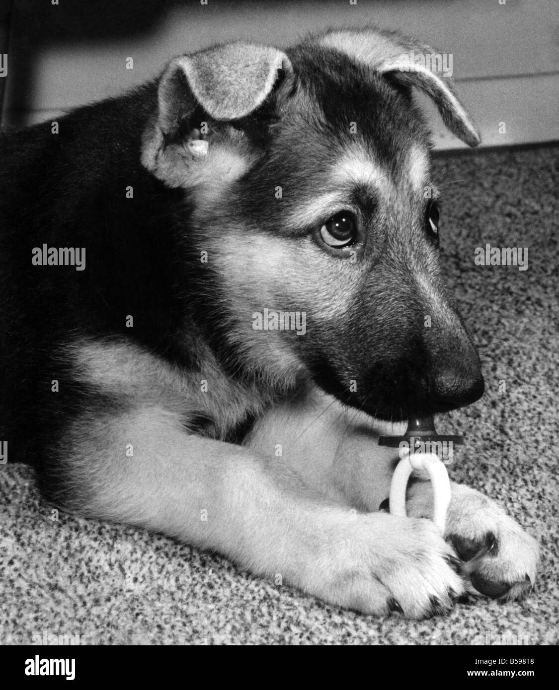 Sheba Ce 10 Semaines Vieux Chiot Alsacienne Appartenant Au Photographe Miroir Vic Crawshaw Est Vendue Par Sa Maitrise Dans L Acte De Macher Sur Une Tetine De Bebe Vic Me Cette Charmante Photo