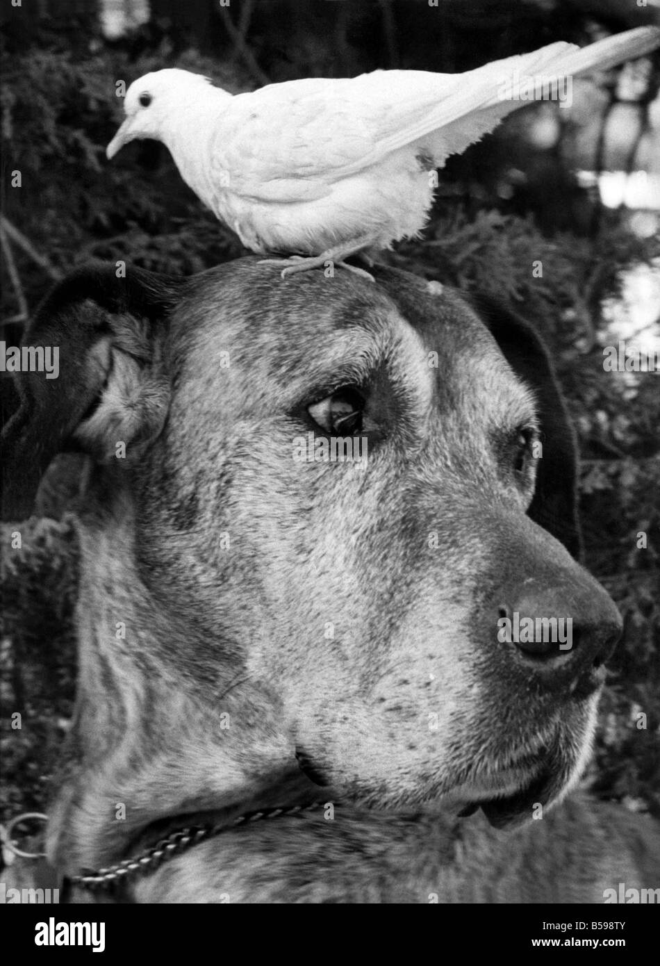 Sean le 9-year-old Great Dane, reçoit toujours l'oiseau jusqu'au Jardin de Gatwick en volières Charlwood, Surrey. Pour le Flocon Dove Java a pris une fantaisie pour lui, et chaque fois qu'il marche près d'elle ; elle est perché sur sa tête. Mais Sean est un chien très patient et il doesnêt l'esprit le moins, en fait, il commence à l'aimer. Mai 1977 P007439 Banque D'Images
