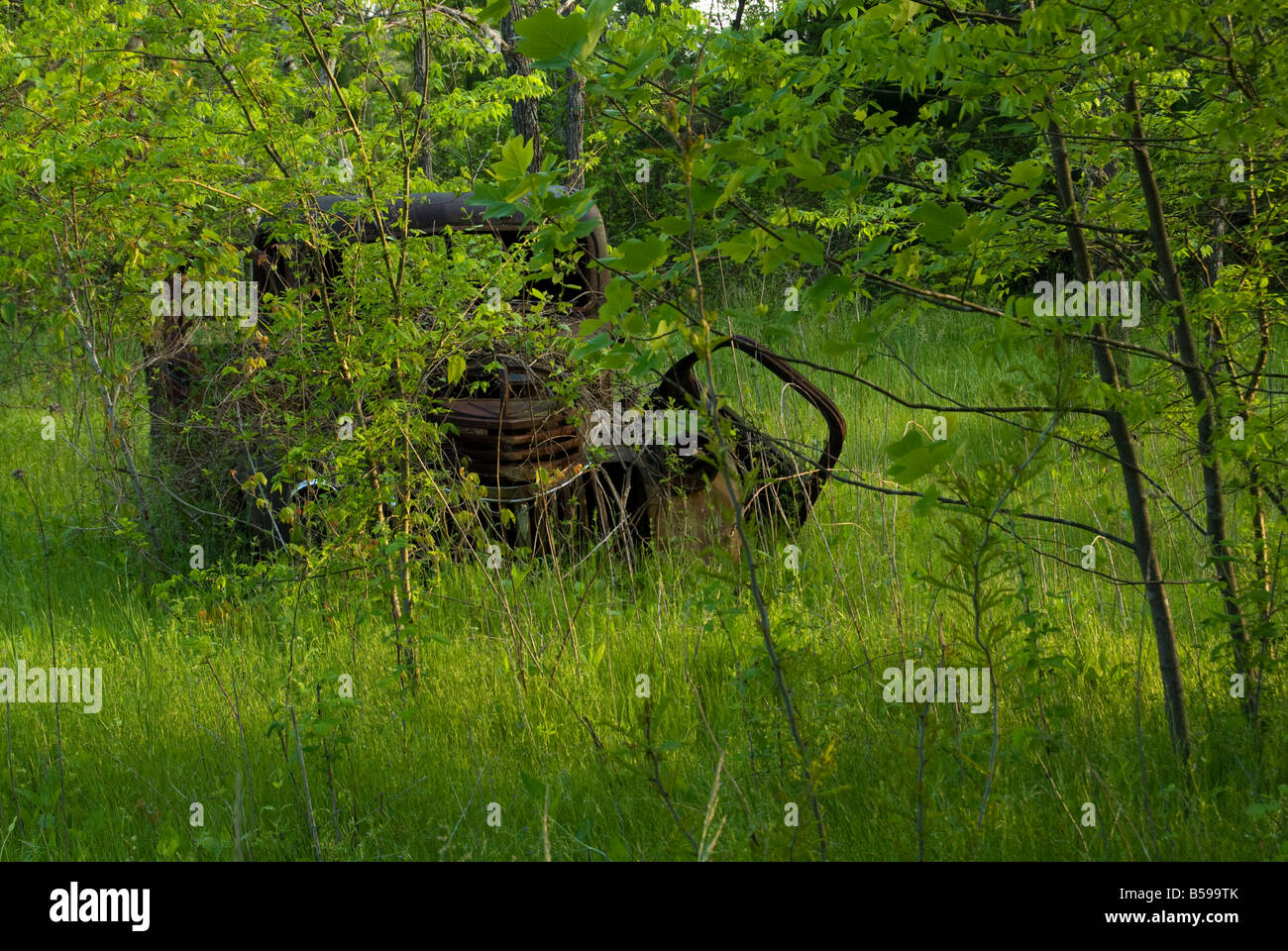 Une camionnette rouillée et couverte de mauvaises herbes et l'herbe verte. Banque D'Images