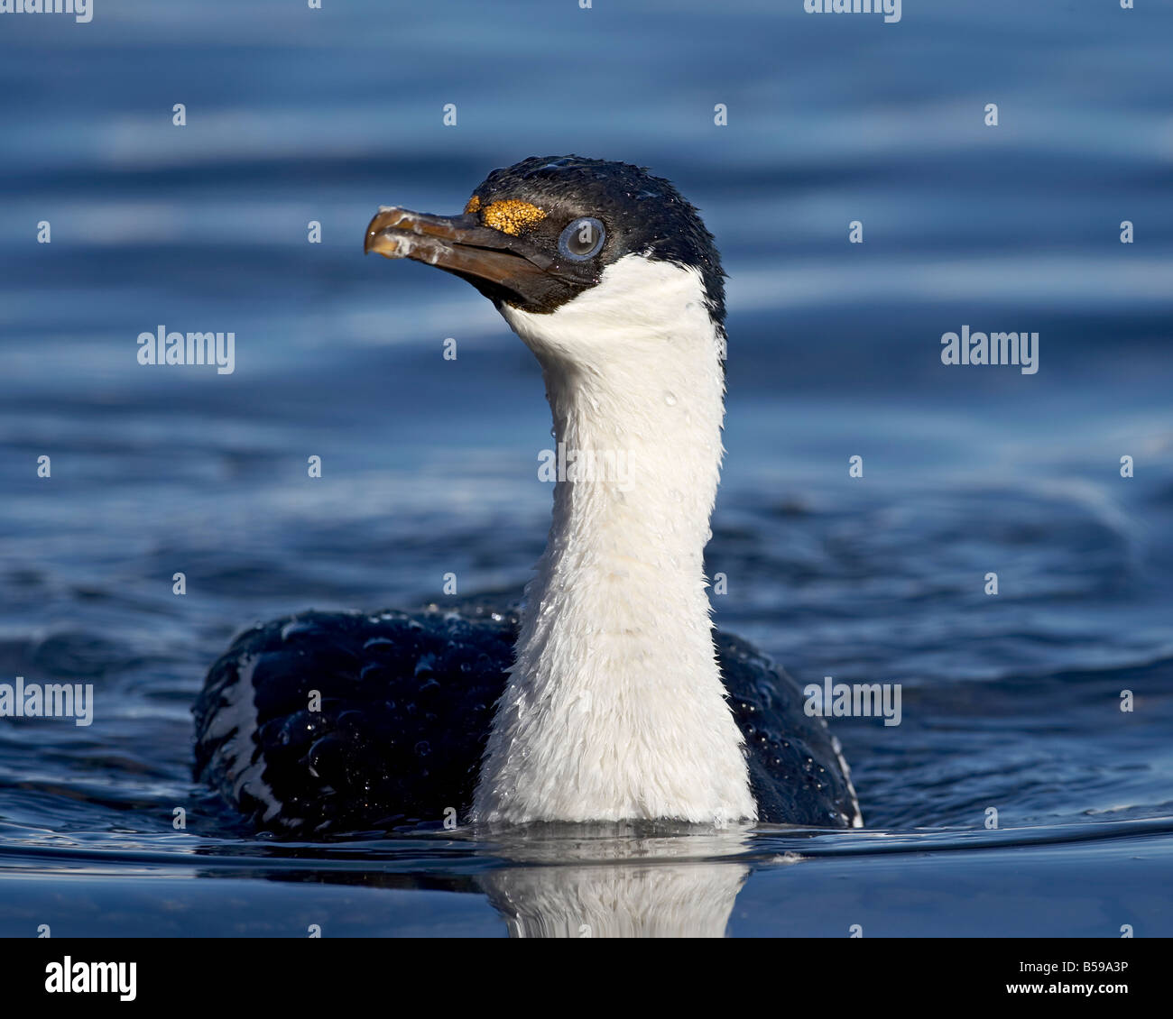 Blue-eyed shag ou blue-eyed cormoran ou la natation, le cormorant Antarctique Île Paulete, Péninsule Antarctique Banque D'Images