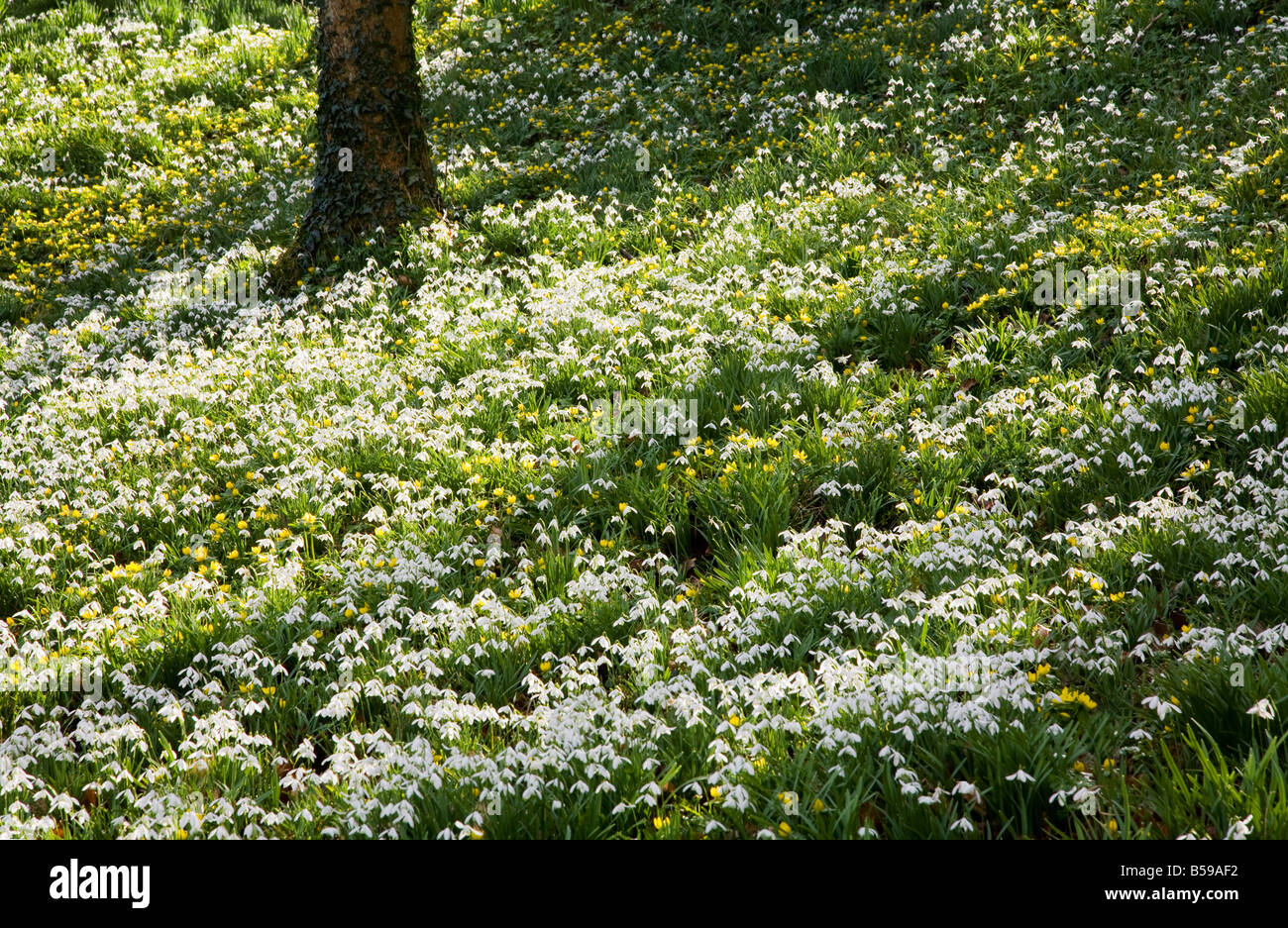Snowdrop, Galanthus nivalis, et l'aconit d'hiver, Eranthis hyemalis poussant dans les bois aux Jardins Heale, Wiltshire, England, UK Banque D'Images