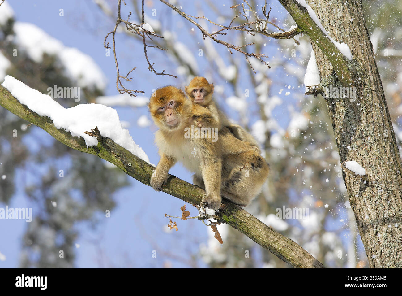 Macaque de barbarie, Barbary Ape (Macaca sylvanus), la mère avec les jeunes sur le dos Banque D'Images