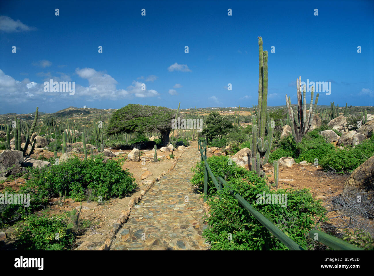 Voie pavée et d'un cactus cierge passé divi divi tree, le Parc national Arikok, Aruba, Antilles, Caraïbes, Amérique Centrale Banque D'Images