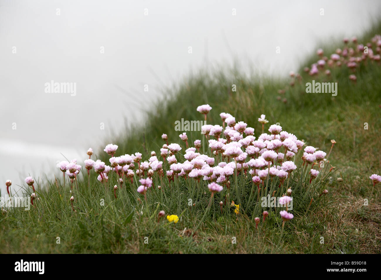 Fleurs roses en herbe sur la craie pointe menant à l'aiguille dans la brume Ile de Wight Angleterre UK Banque D'Images