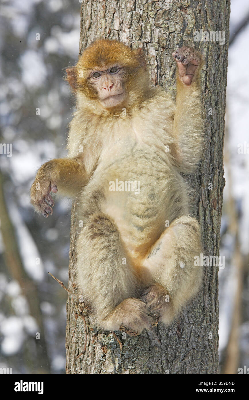 Macaque de barbarie, Barbary Ape (Macaca sylvanus), assis sur le tronc d'arbre près de la direction générale Banque D'Images