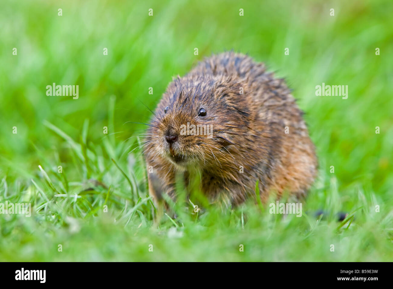 Le campagnol de l'eau Arvicola terrestris Banque D'Images