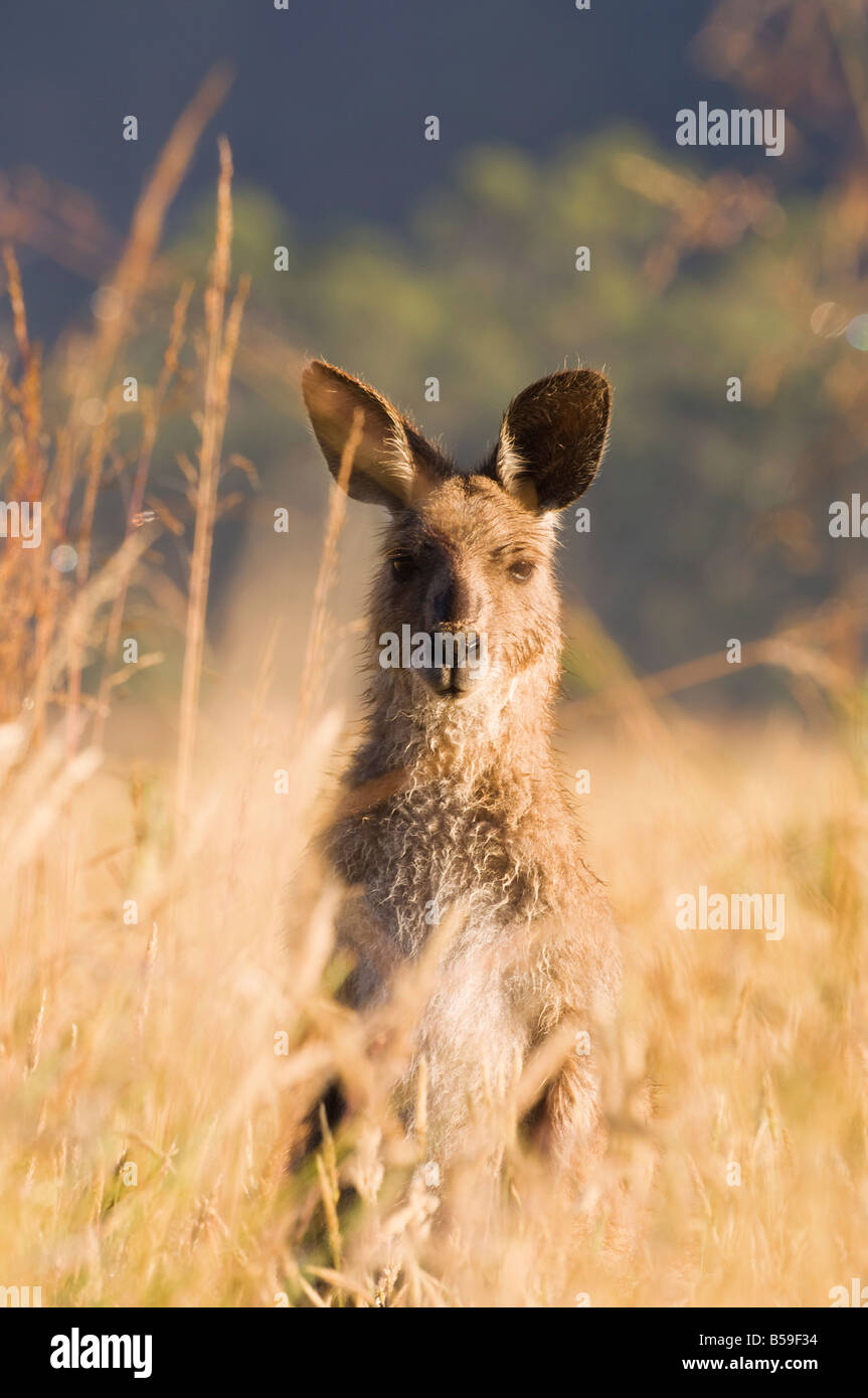Kangourou gris de l'Est, Geehi, Kosciuszko National Park, New South Wales, Australie, Pacifique Banque D'Images