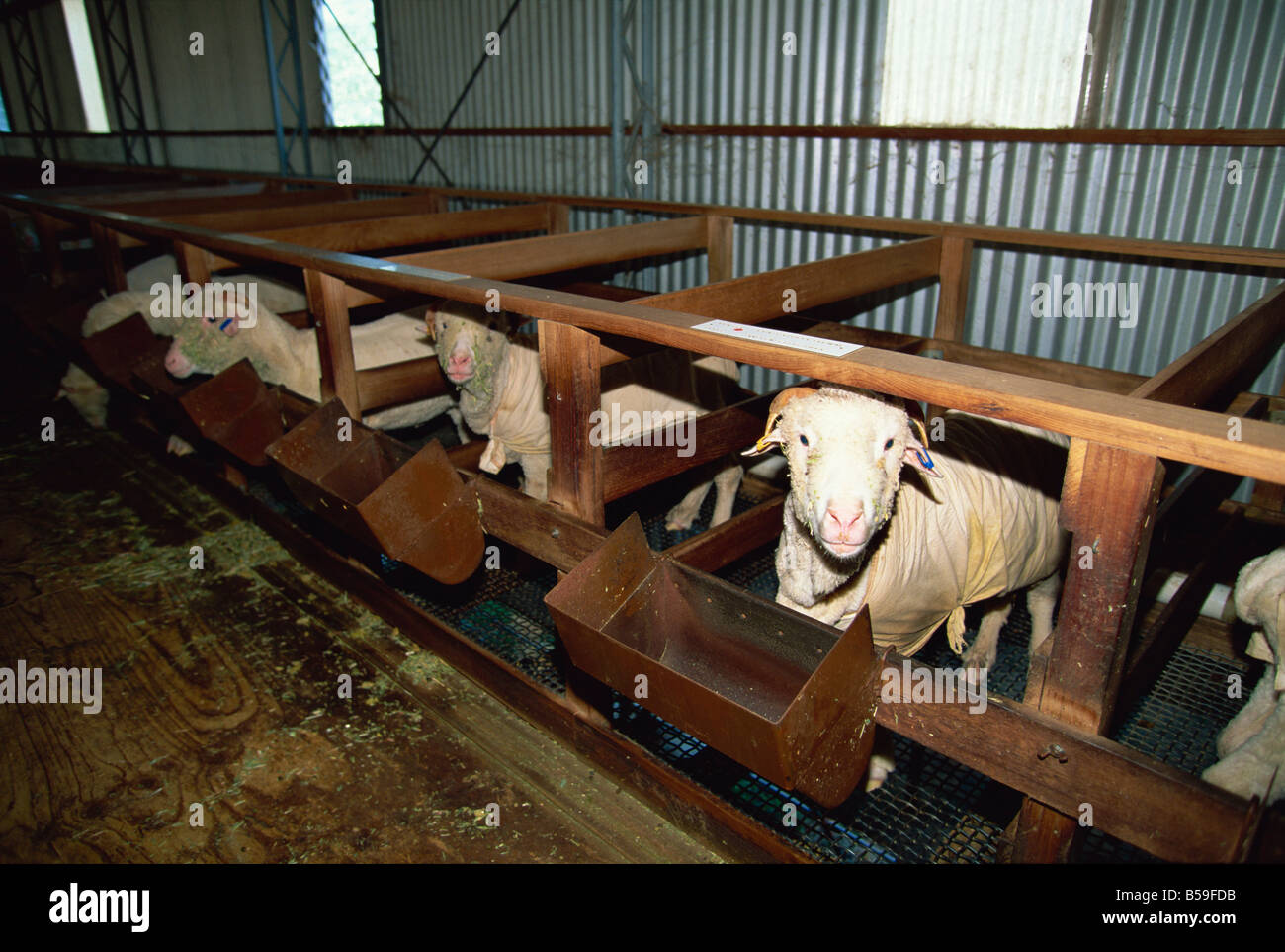 Les moutons gardés à l'intérieur de produire de la laine plus fine à l'usine de laine de Wimmera, un projet communautaire à Horsham, Victoria, Australie Banque D'Images