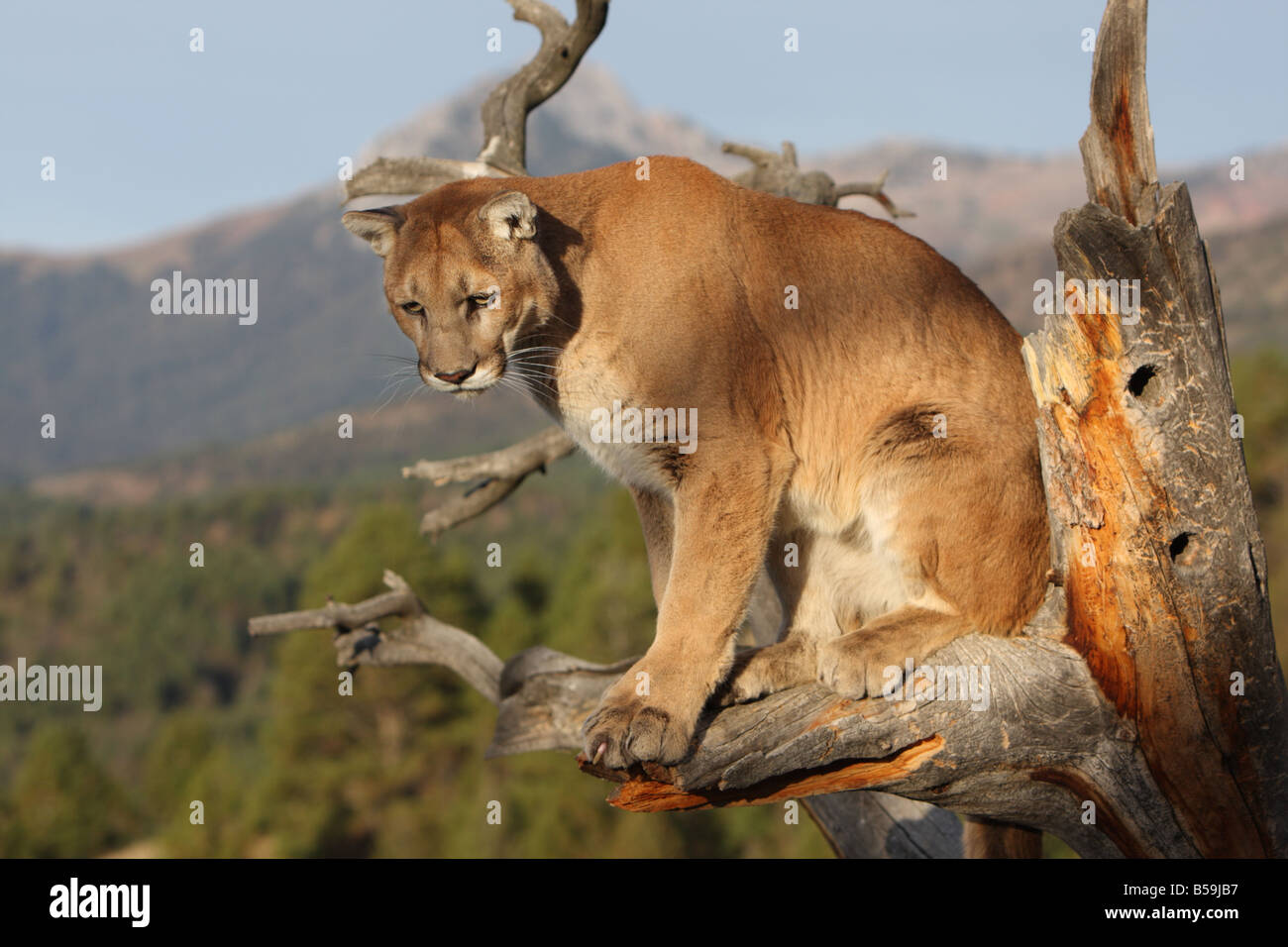 Mountain lion dans la lumière du matin Banque D'Images