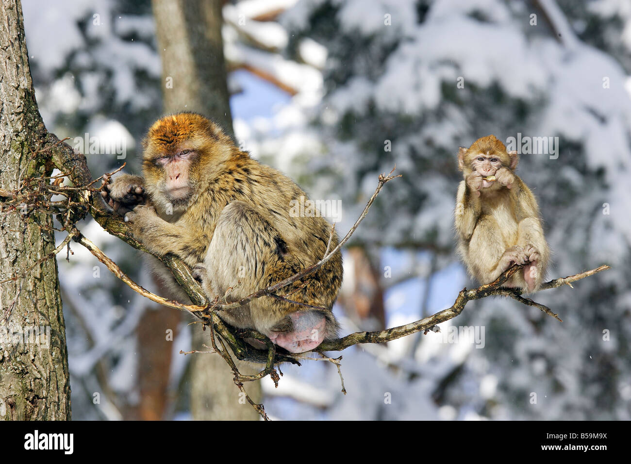 Macaque de barbarie, Barbary Ape (Macaca sylvanus), la mère et les jeunes on branch Banque D'Images
