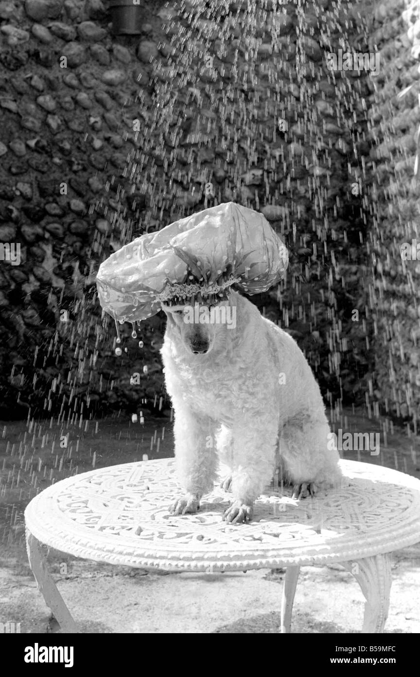 Poodle portant un bonnet de douche pour garder ses oreilles dry avril 1975 75-2226-004 Banque D'Images