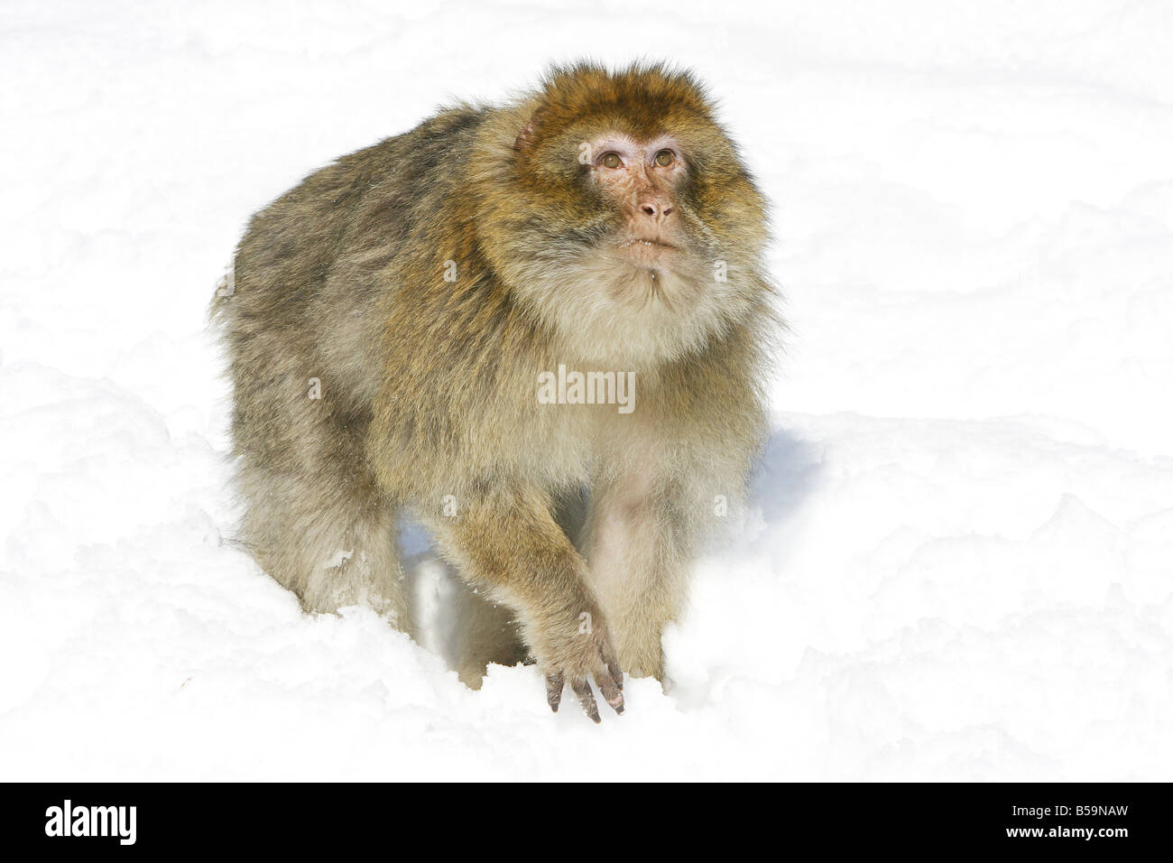 Macaque de barbarie, Barbary Ape (Macaca sylvanus) sur la neige Banque D'Images