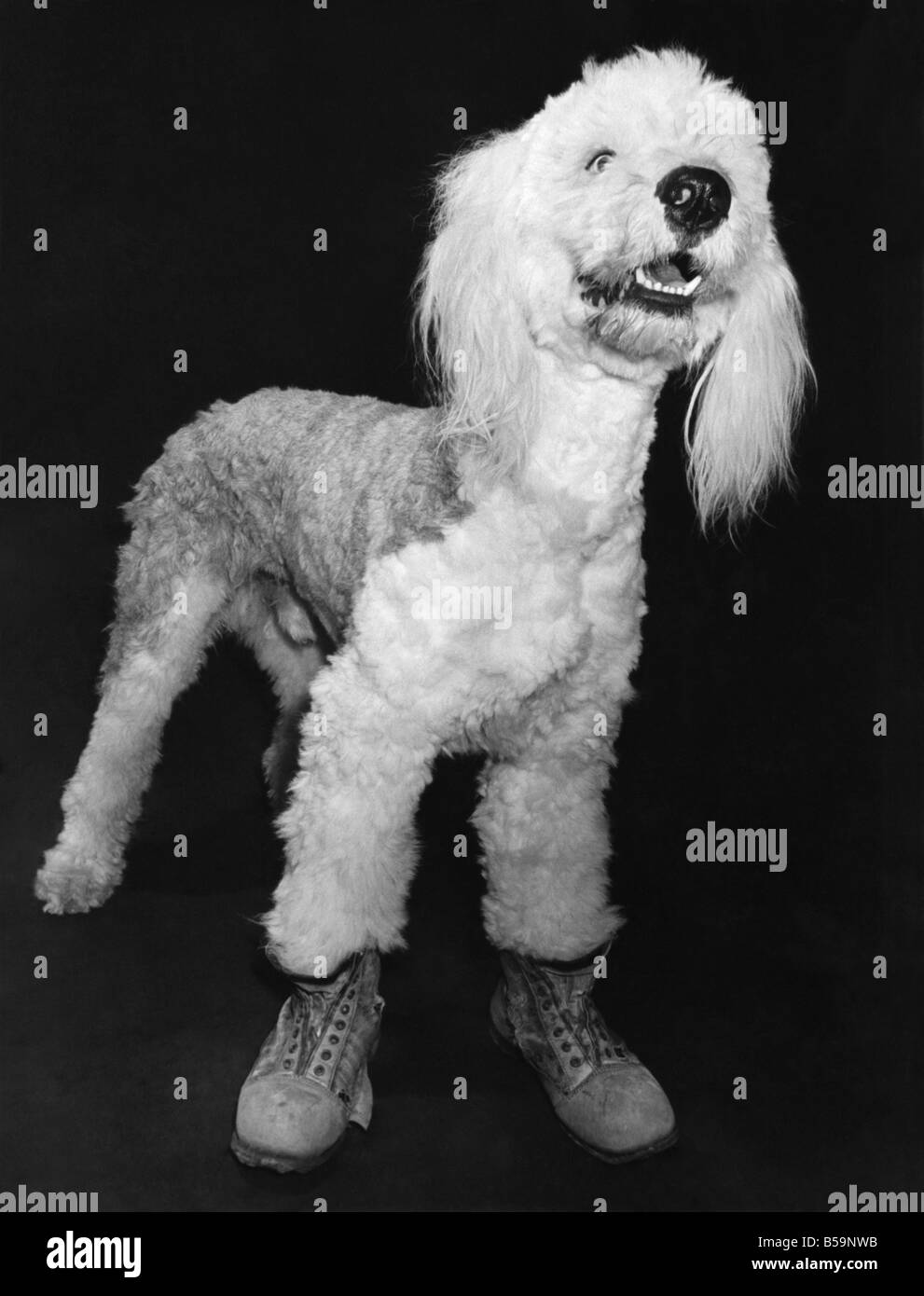 William, le old English sheepdog, n'aime rien mieux qu'un clochard autour dans ces vieilles bottes. Il a l'air ici plutôt comme une grande Banque D'Images