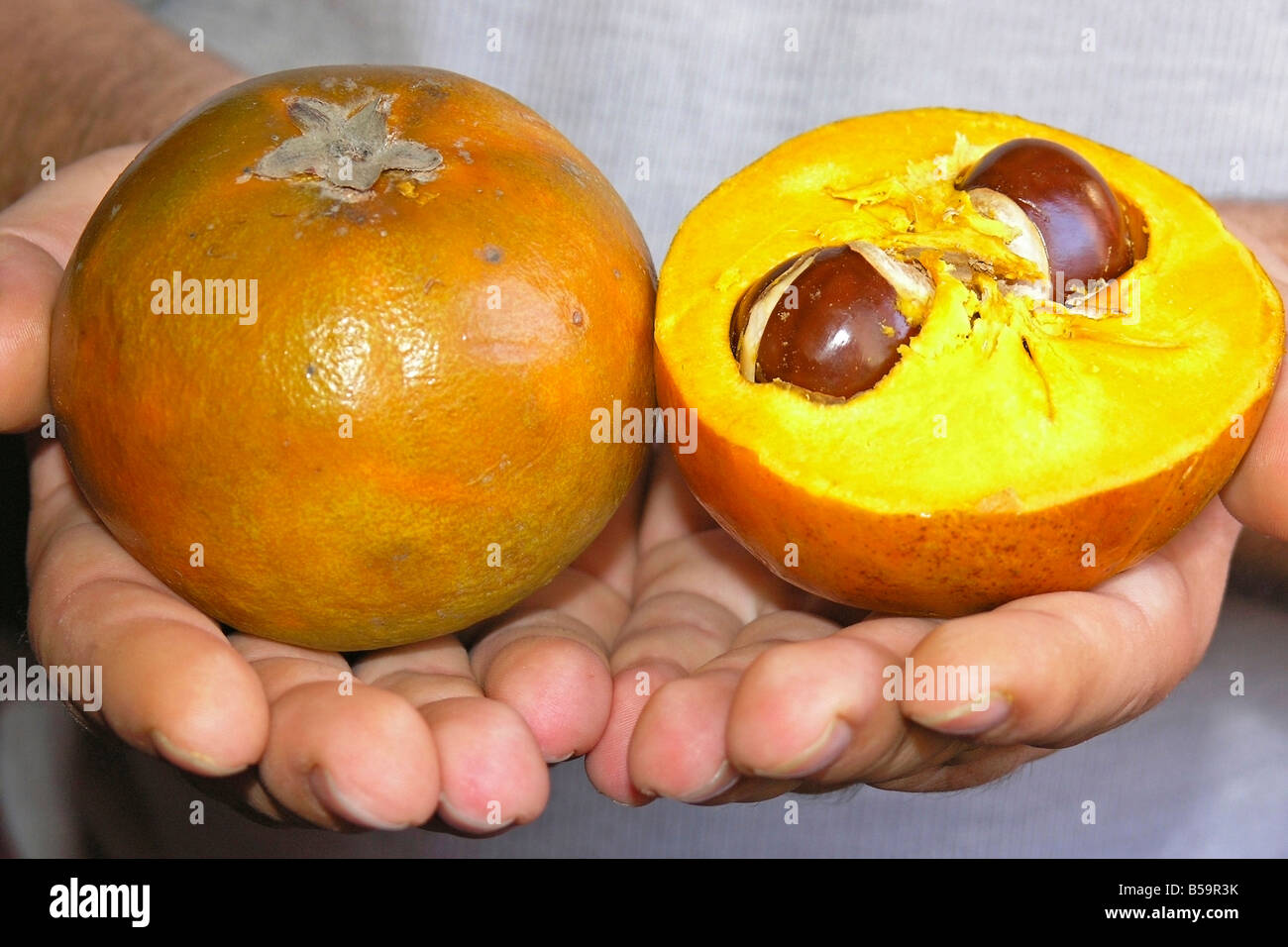 Pouteria Lucuma obovata ou obovata. Fruits tropicaux péruviens Banque D'Images