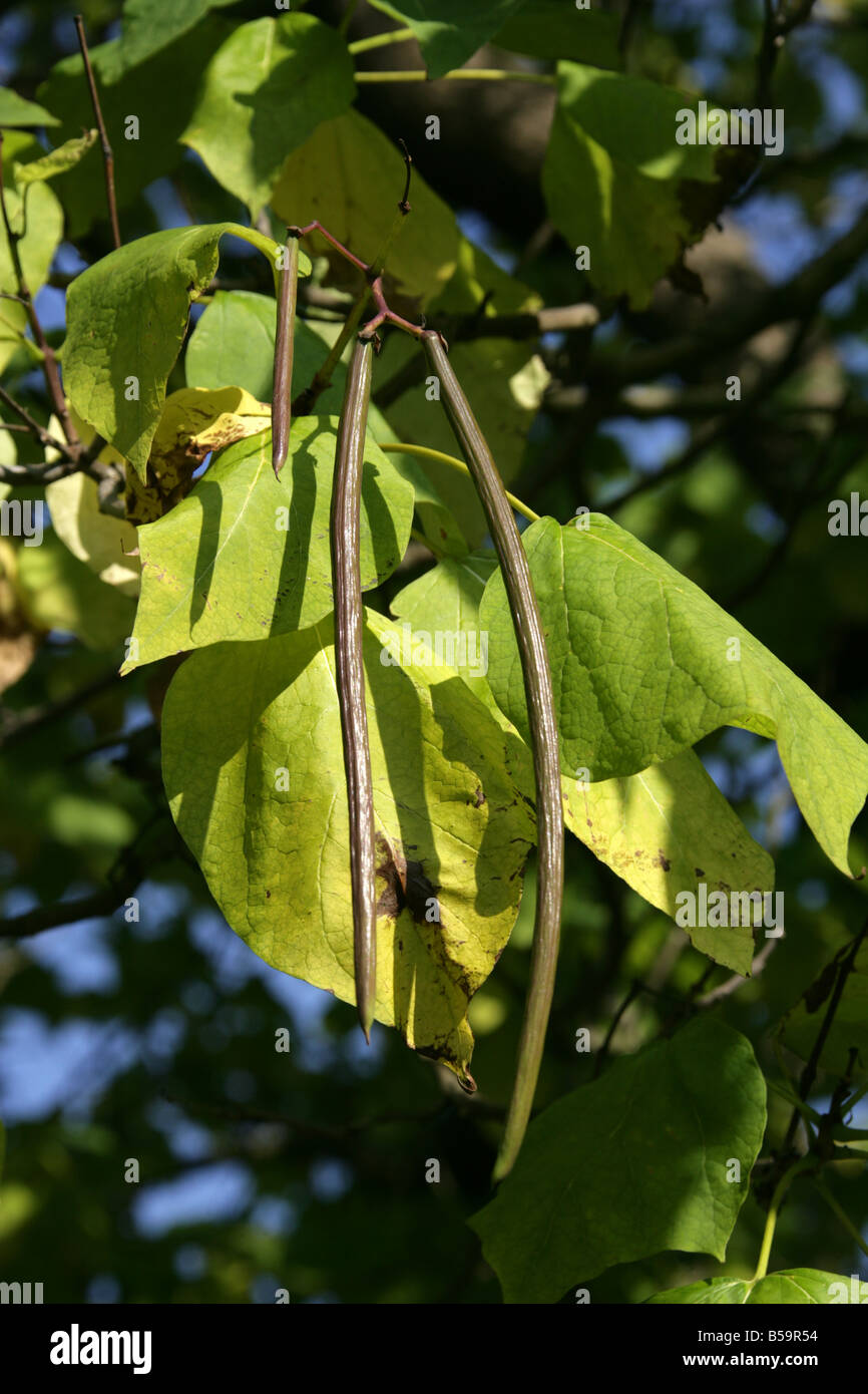 Haricot indien, Arbre Catalpa bignonioides, Bignoniaceae. Sud-est de l'USA Amérique latine Banque D'Images