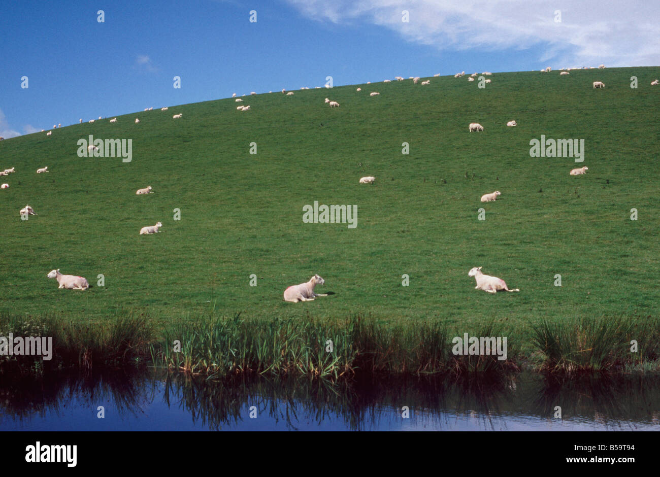 Avec des moutons sur une colline au-dessus de la courbe du canal près de Montgomery, Welshpool Powys, Pays de Galles, Grande-Bretagne Banque D'Images