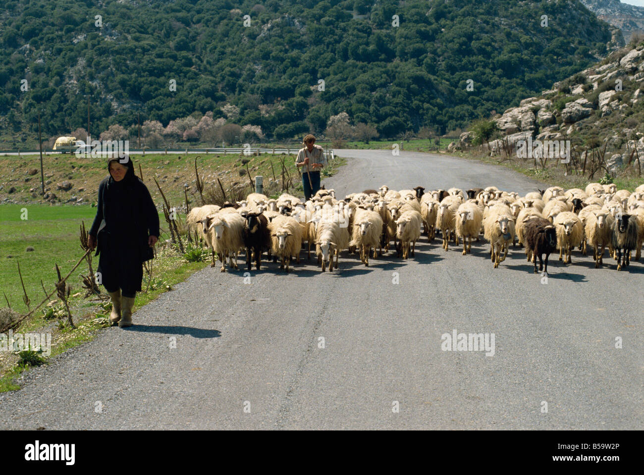 Les moutons sont parqués le long de la route Plateau Lassithi Crète îles grecques Grèce Europe Banque D'Images