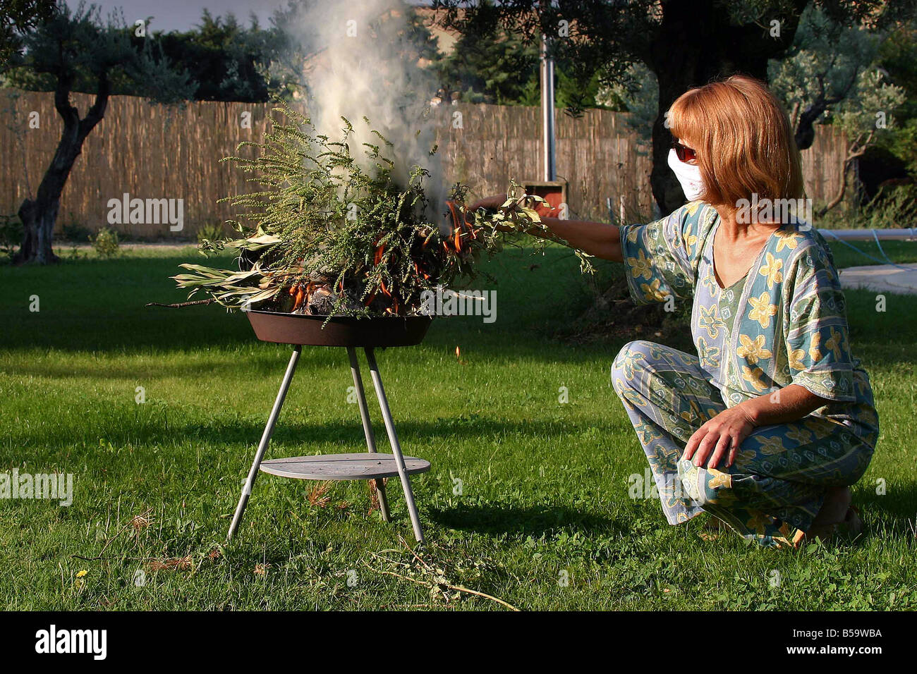 L'herbe à poux annuel, petite herbe à poux (Ambrosia artemisiifolia) être brûlé par une femme dans un jardin Banque D'Images