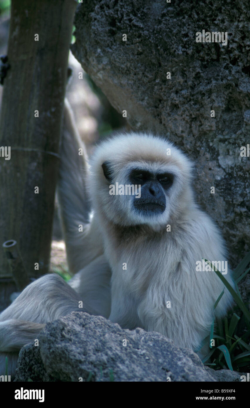 GIBBON, blanc remis gibbon en arbre. Banque D'Images