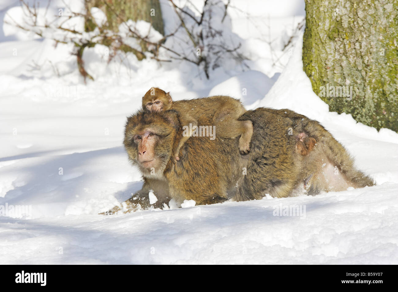Macaque de barbarie, Barbary Ape (Macaca sylvanus), la mère avec les jeunes sur le dos Banque D'Images
