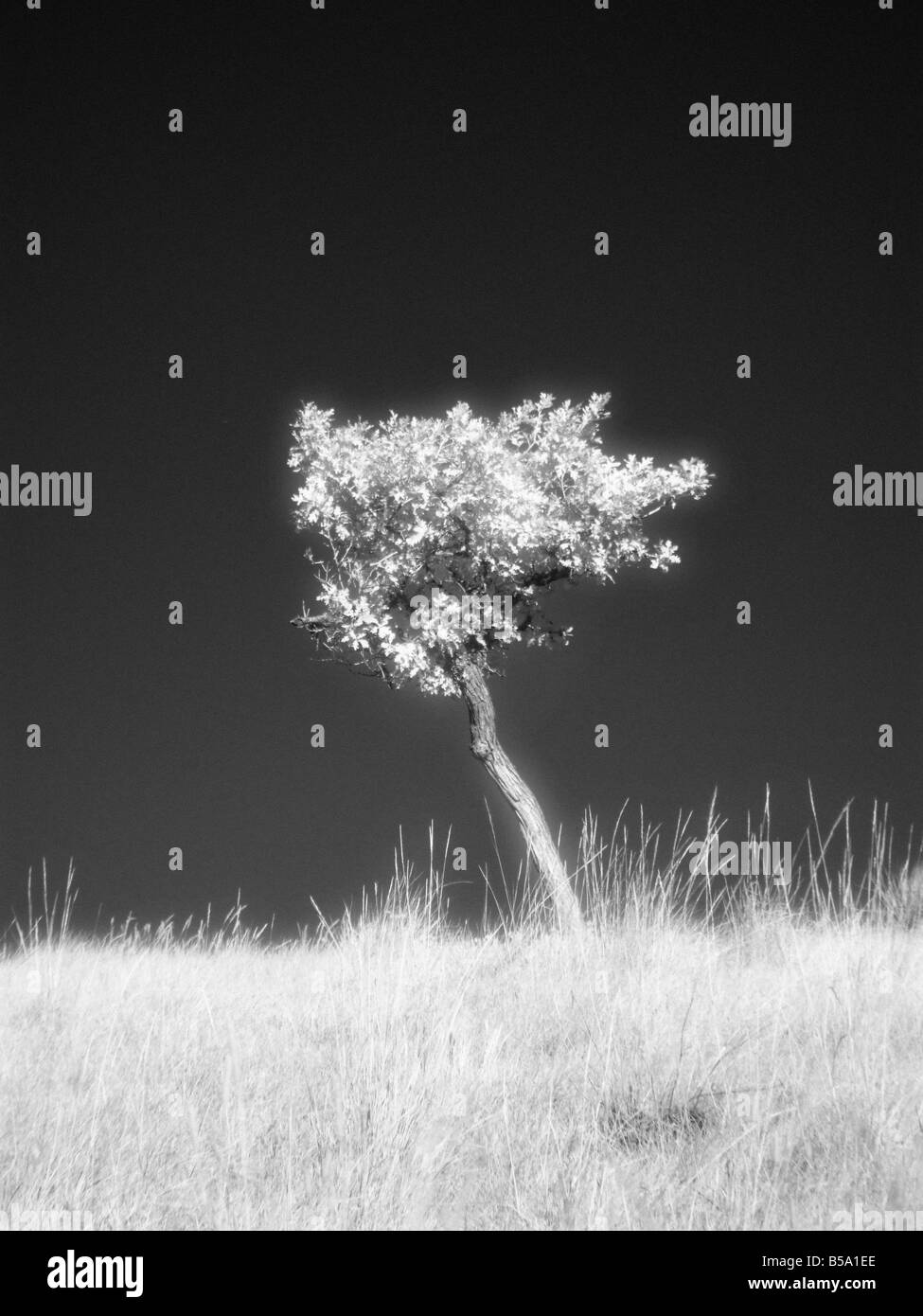 Seul arbre dans B&W Infrared Banque D'Images