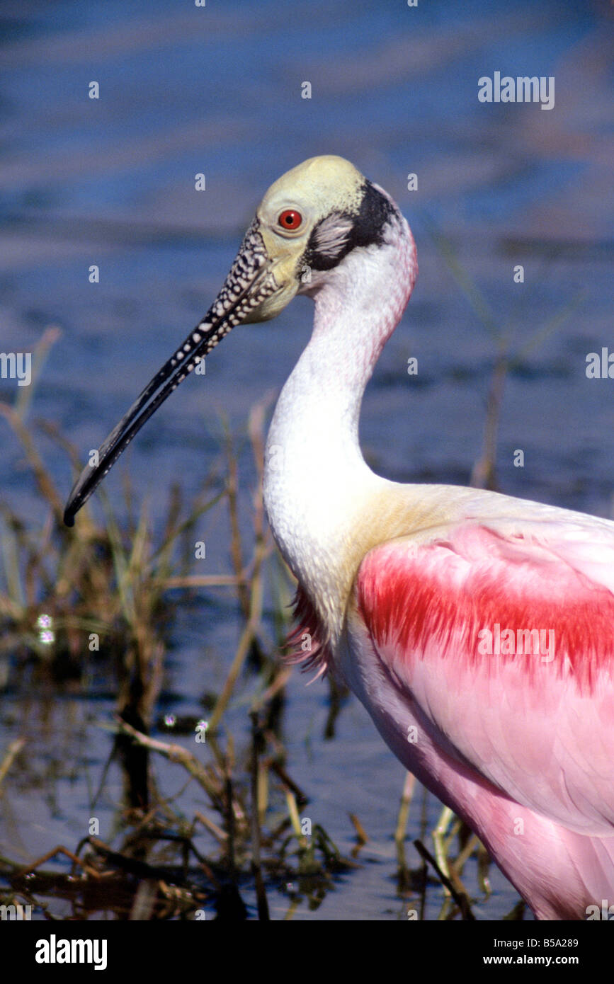 Portrait d'une spatule rosée (Platalea ajaja) Banque D'Images