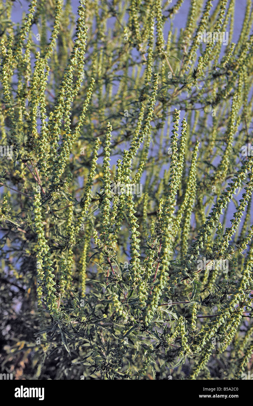 L'herbe à poux annuel Petite herbe à poux Ambrosia artemisiifolia floraison Banque D'Images