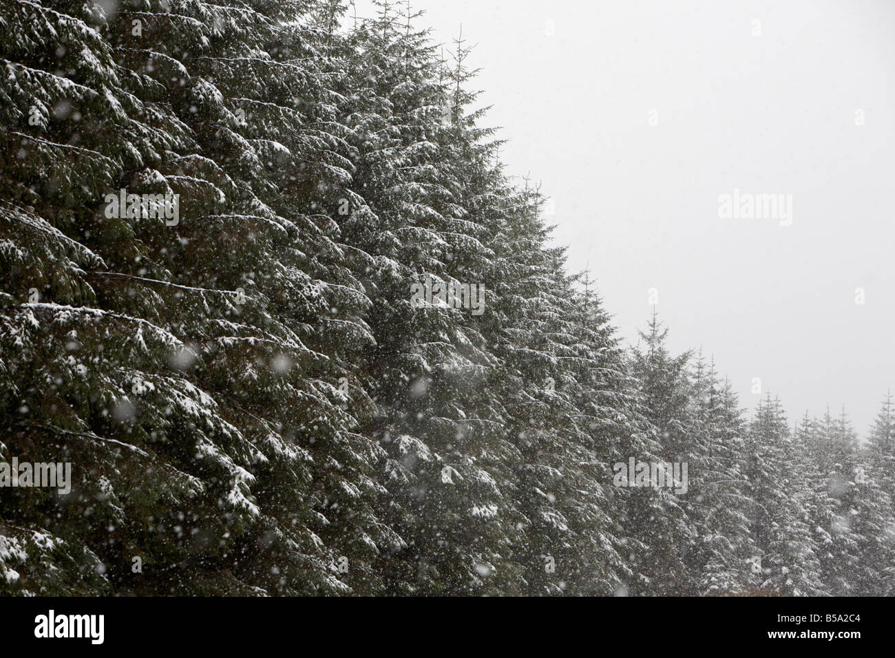 La neige et la glace couvrant les conifères dans une forêt dans le comté d'Antrim en Irlande du Nord uk Banque D'Images