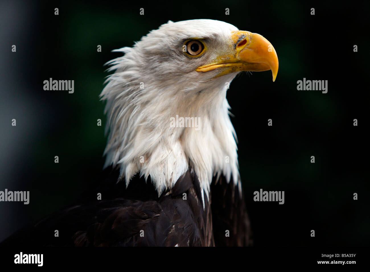 L'aigle chauve américain Banque D'Images