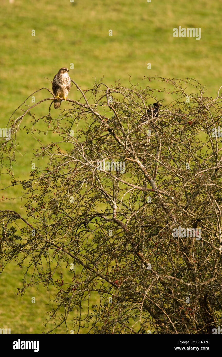 Buse variable, Buteo buteo, perché dans l'arbre d'aubépine, le Pays de Galles Banque D'Images