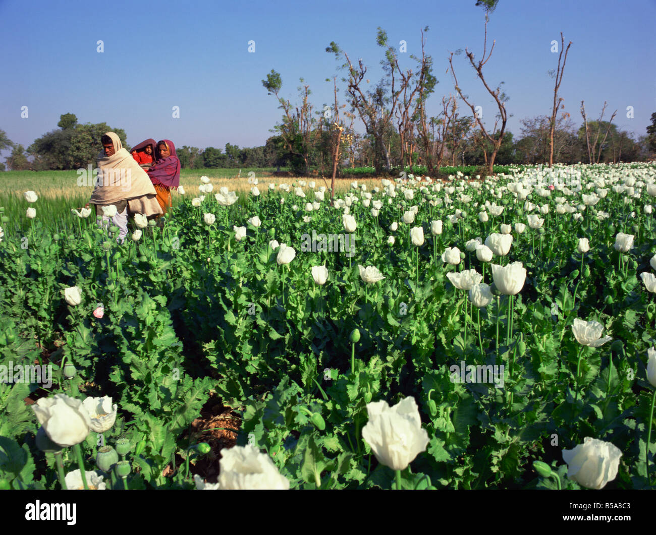 Domaine de pavot cultivé sous licence près de Chittorgarh au Rajasthan Inde Asie Banque D'Images
