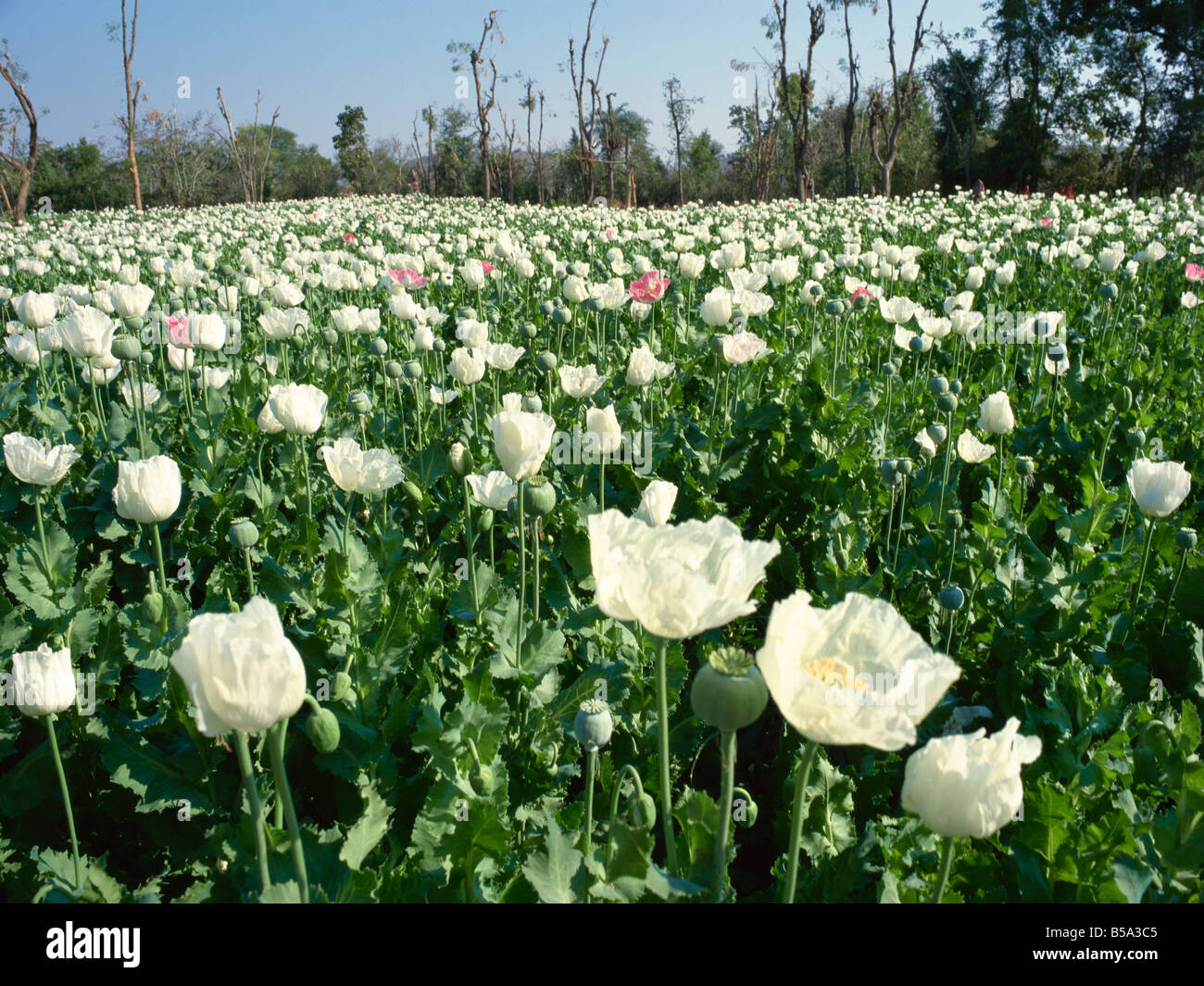 Domaine de pavot cultivé sous licence près de Chittorgarh au Rajasthan Inde Asie Banque D'Images