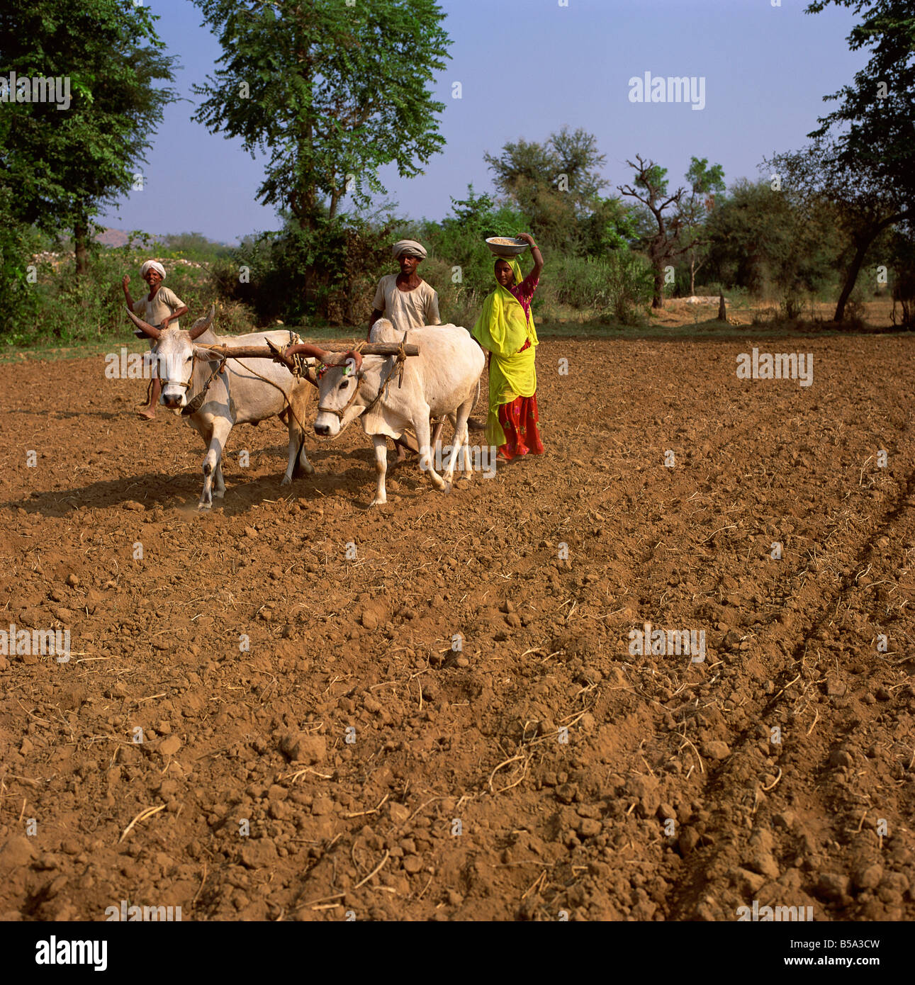 Fermier et son épouse à l'aide de boeufs Rajasthan Inde Asie Banque D'Images