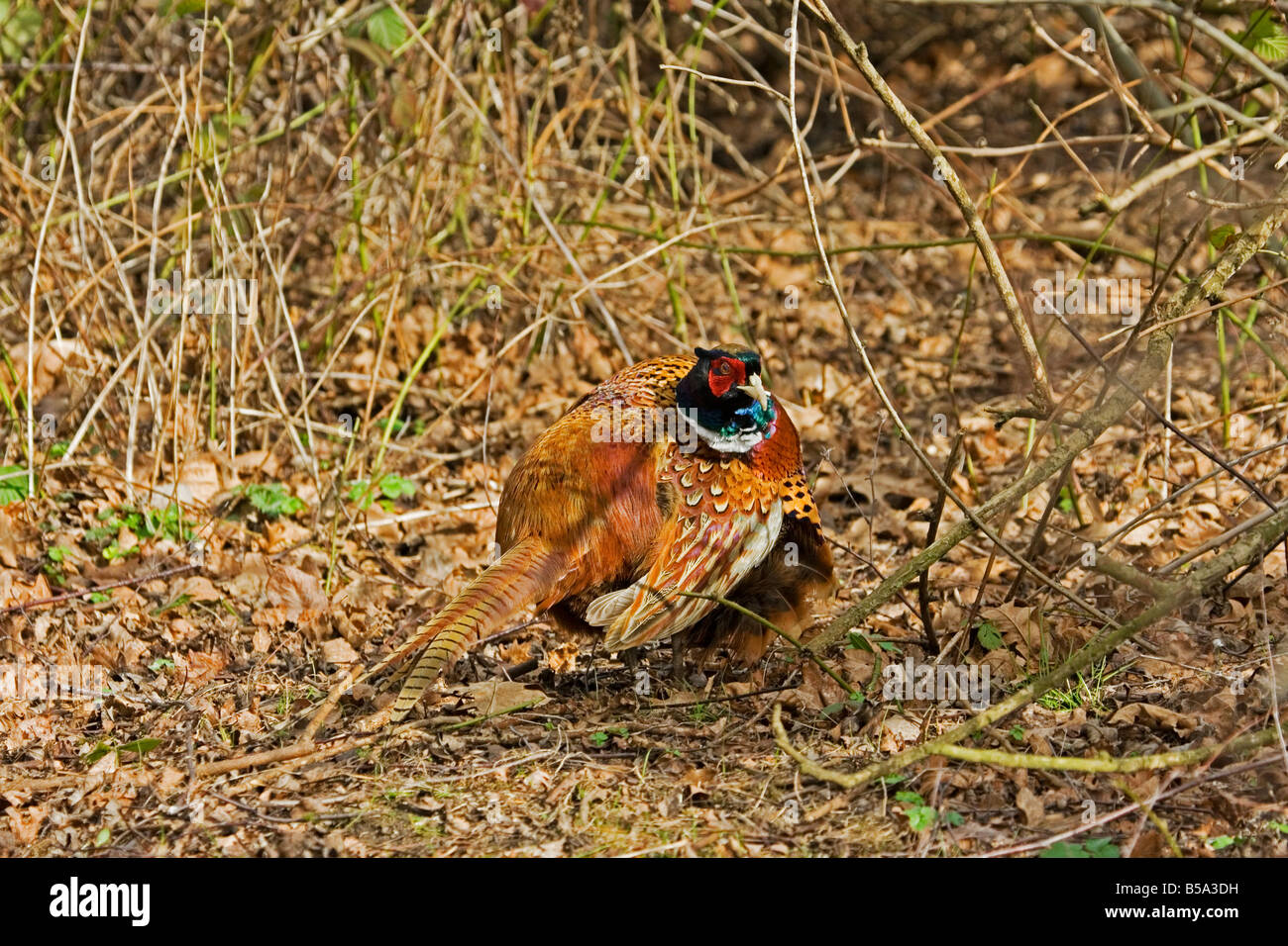 FAISAN DE COLCHIDE MÂLE Banque D'Images