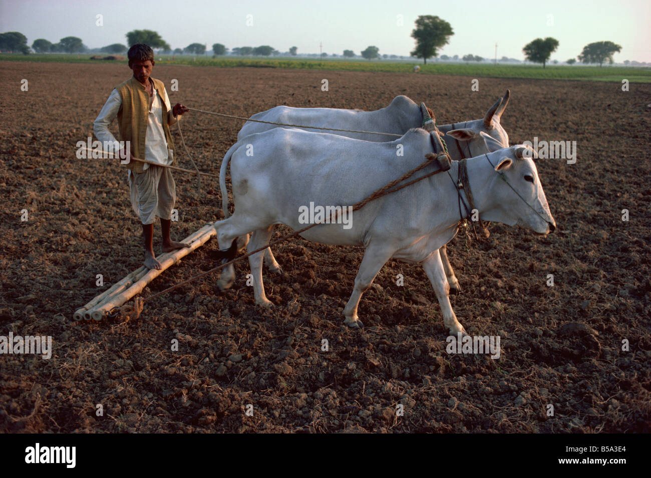 Farmer ploughing Inde Asie Banque D'Images