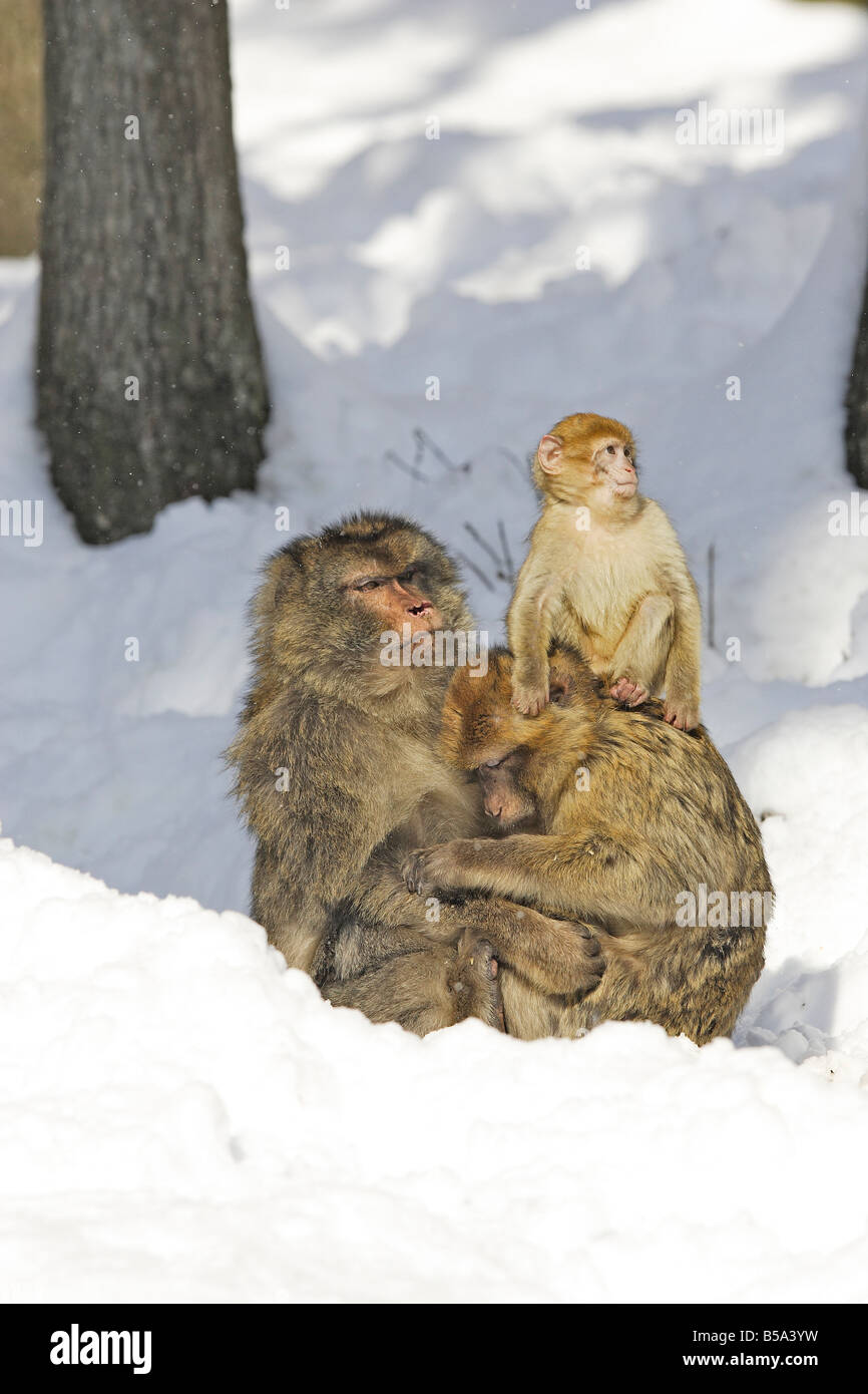 Macaque de barbarie, Barbary Ape (Macaca sylvanus), couple avec les jeunes sur la neige de toilettage Banque D'Images