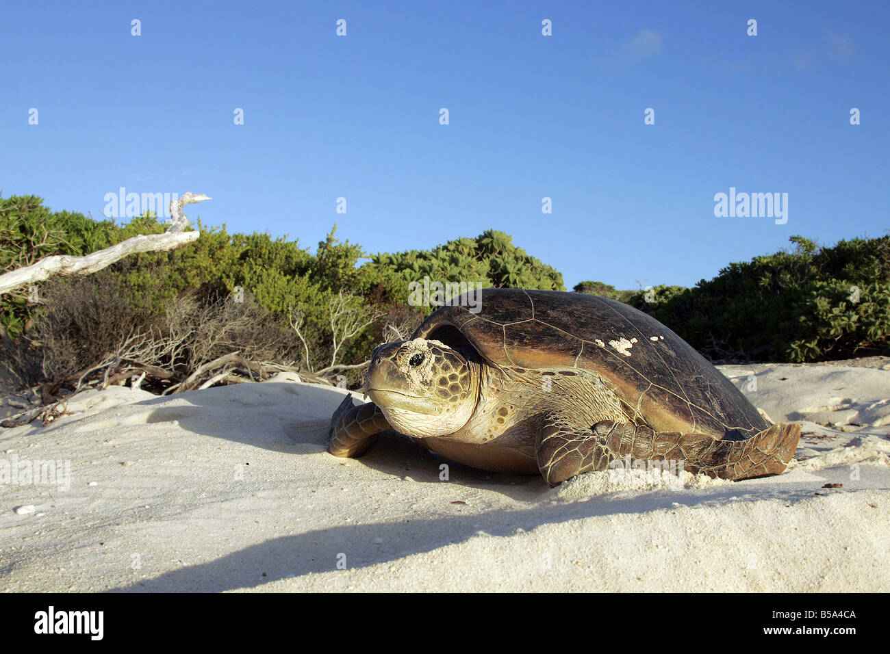 La tortue verte (Chelonia mydas) sur la plage Banque D'Images