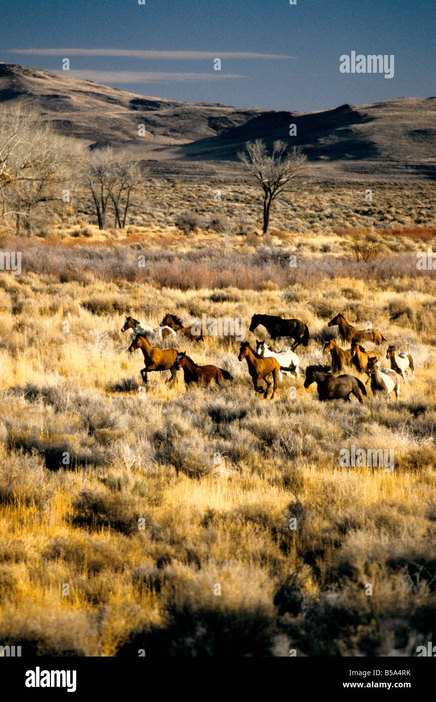 Mustang sauvage troupeau en marche, high desert. Banque D'Images