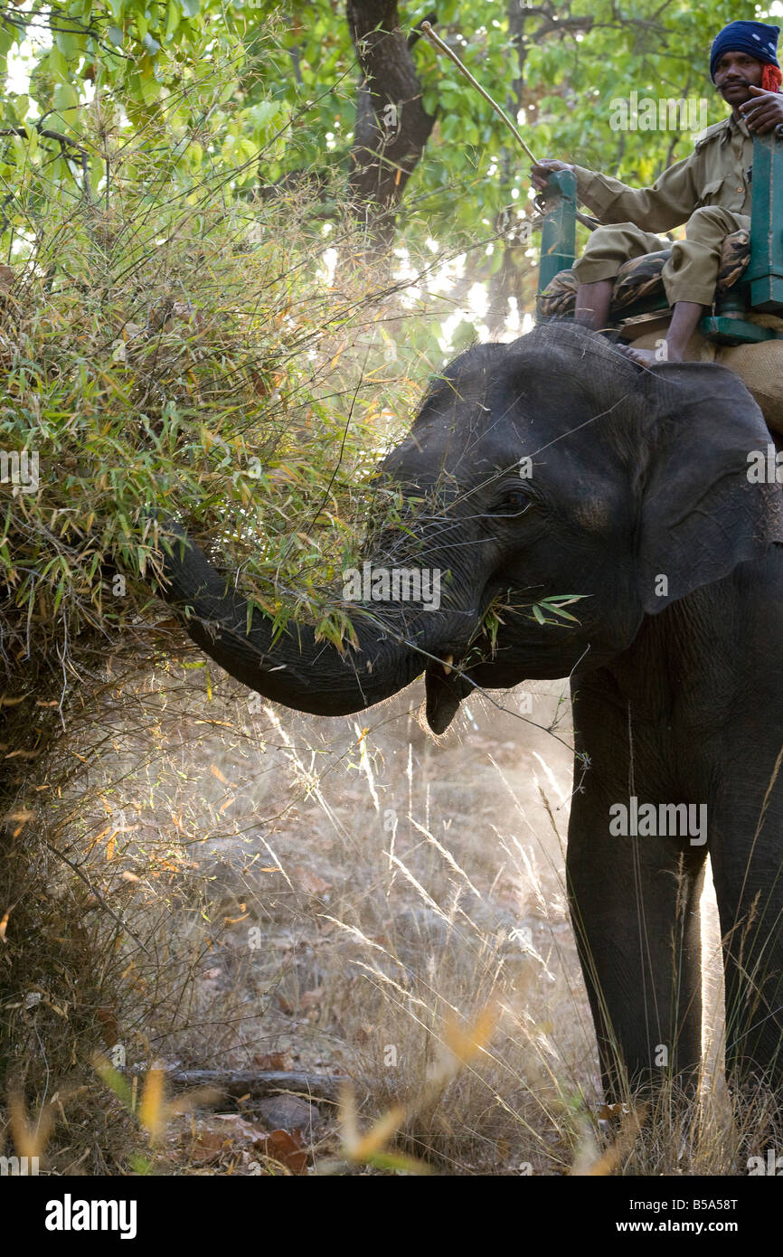 L'éléphant indien et Mahout (Elephus maximus) alimentation, Bandhavgarh Parc National, l'état de Madhya Pradesh, Inde Banque D'Images