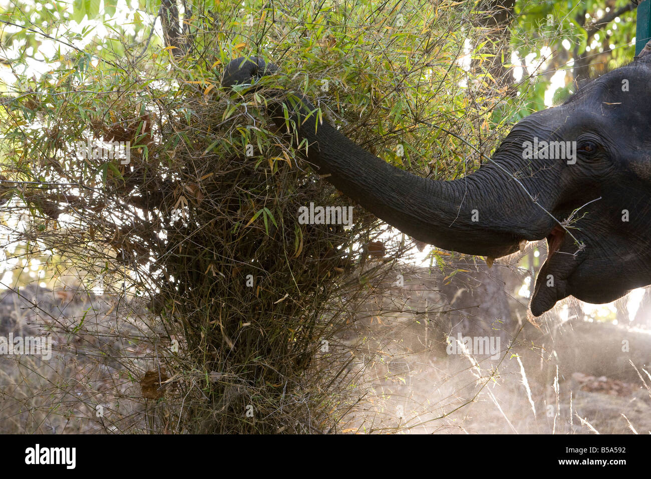 L'éléphant indien (Elephus maximus) alimentation, Bandhavgarh Parc National, l'état de Madhya Pradesh, Inde Banque D'Images