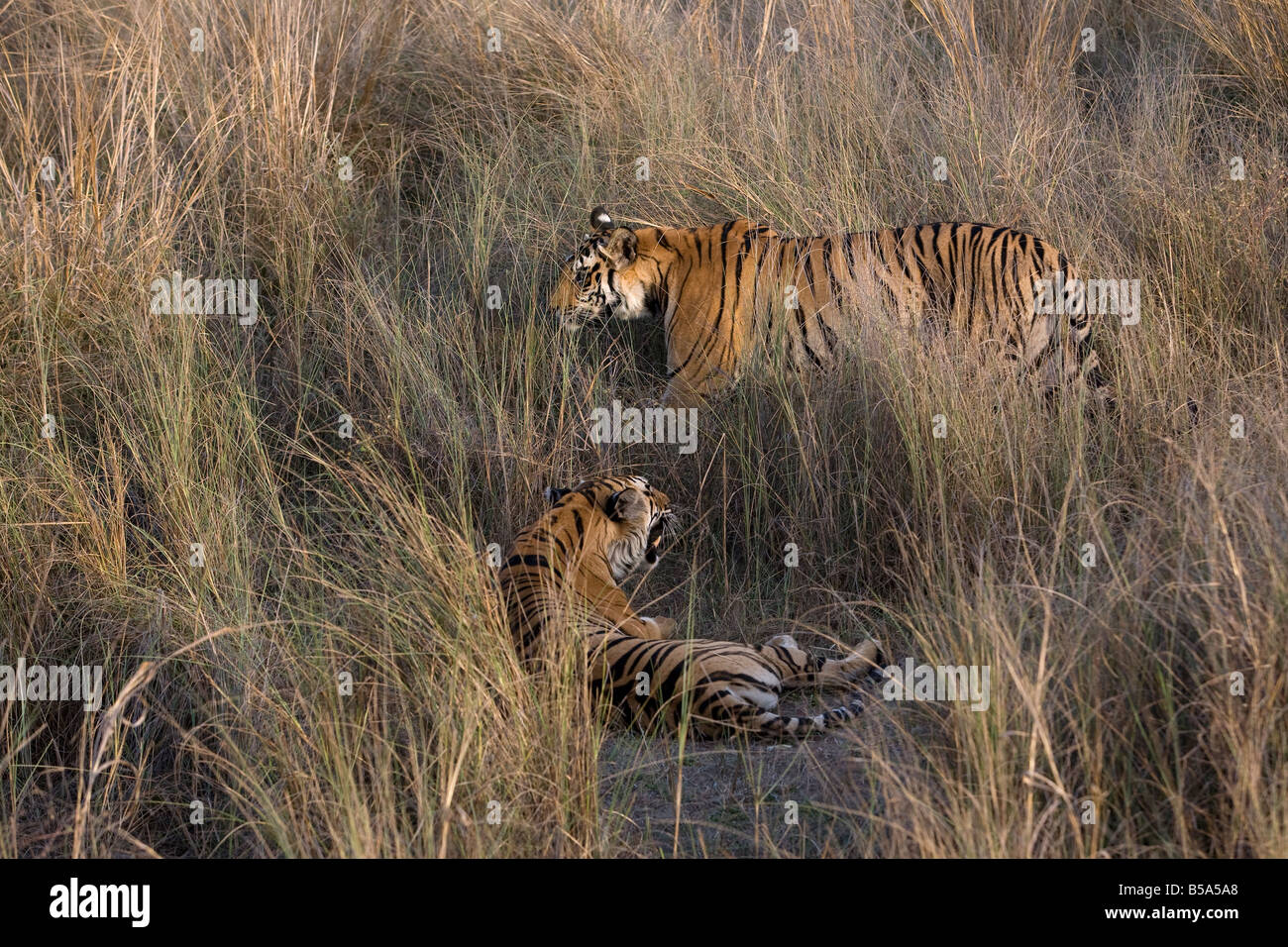 Tigre de l'Inde (Bengale) tigre (Panthera tigris tigris) bâillements, Bandhavgarh National Park, l'état de Madhya Pradesh, Inde Banque D'Images